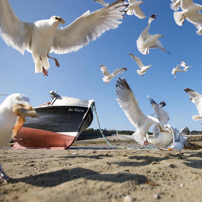 Flock of seagulls feeding on a beach