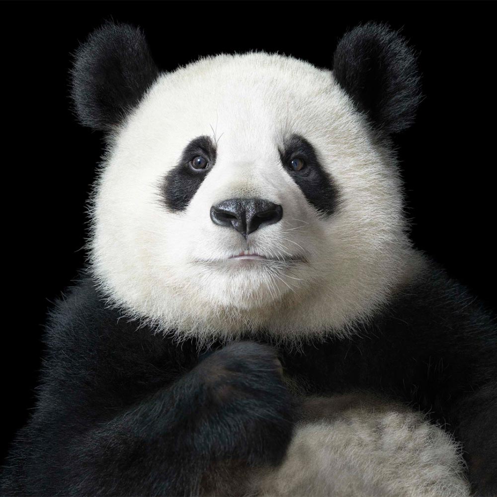 Panda by Tim Flach