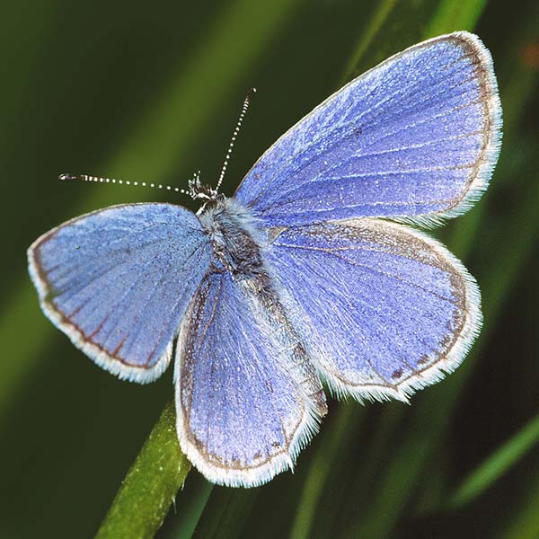 Macro shot of a blue butterfly
