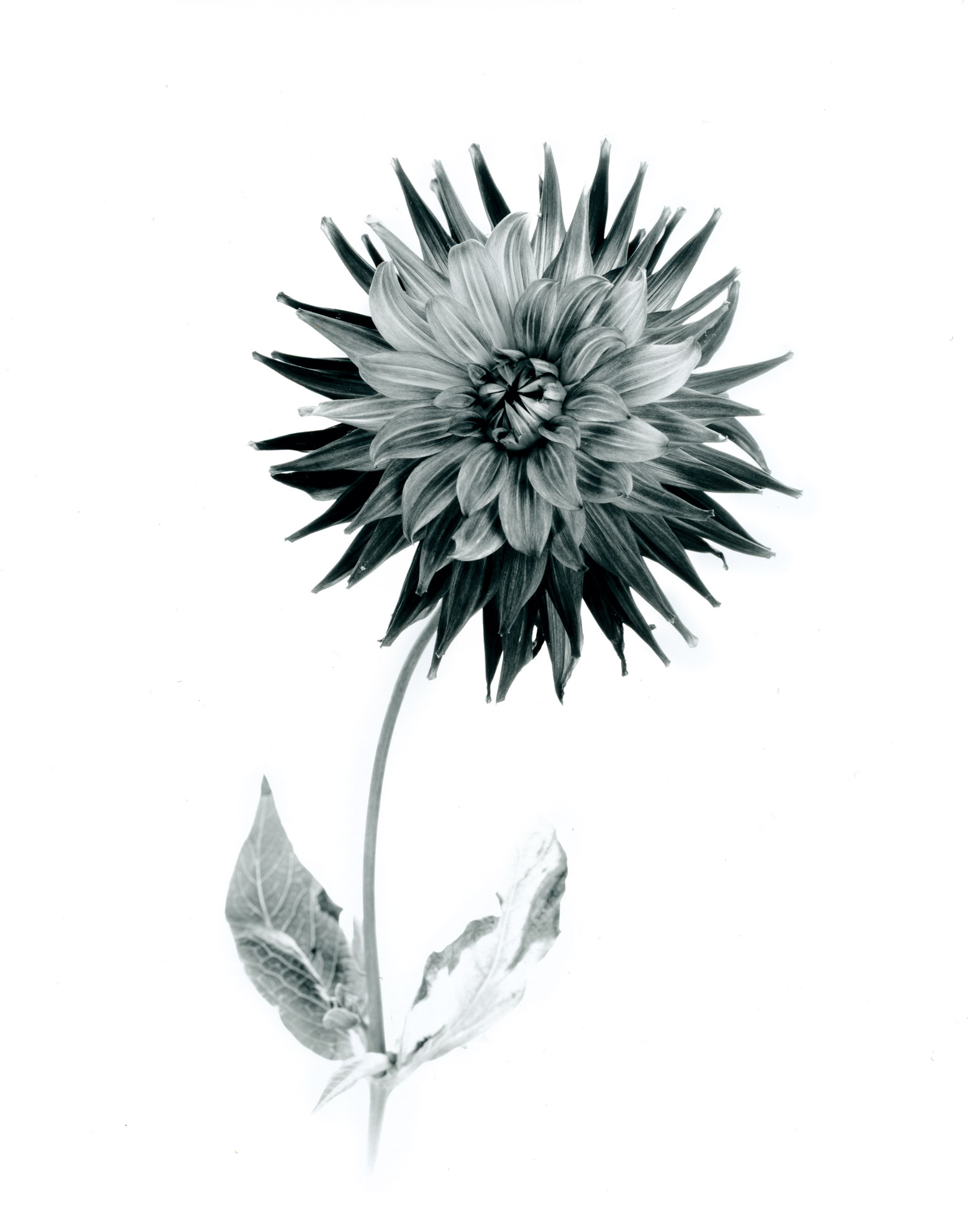 Black and white flower photography