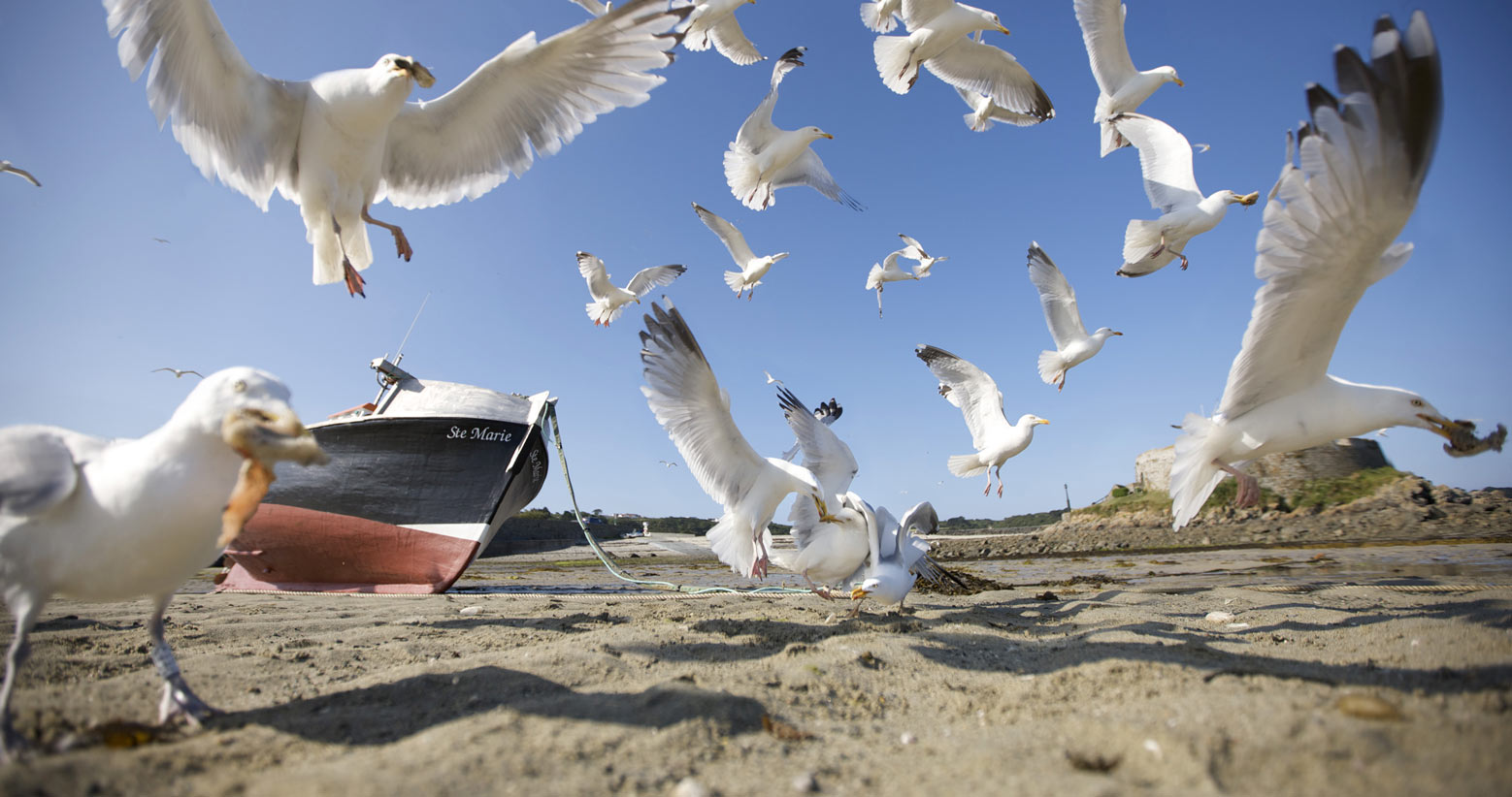Image of seagulls feeding on a beach