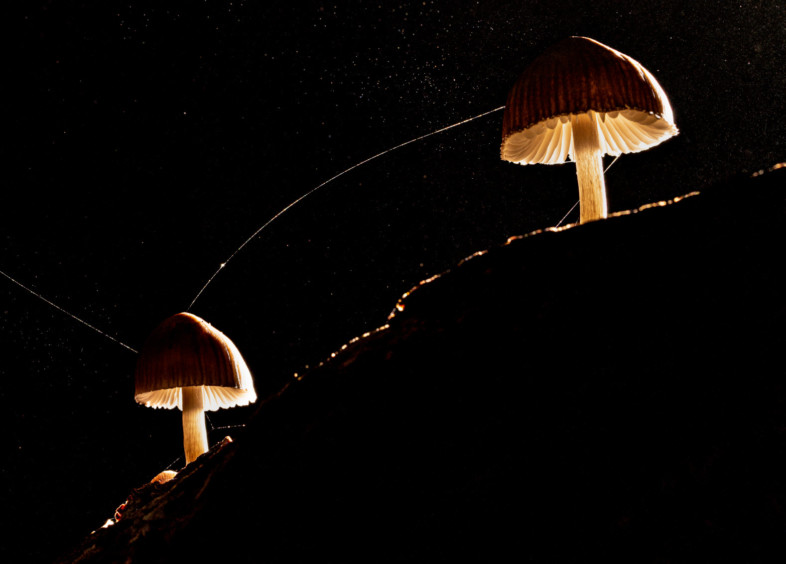 An image featuring rim lighting by Bodolai Rómeó