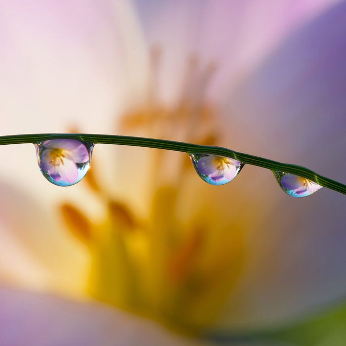 Featured image for “Working to a Brief 10: The Dewdrop Flower”